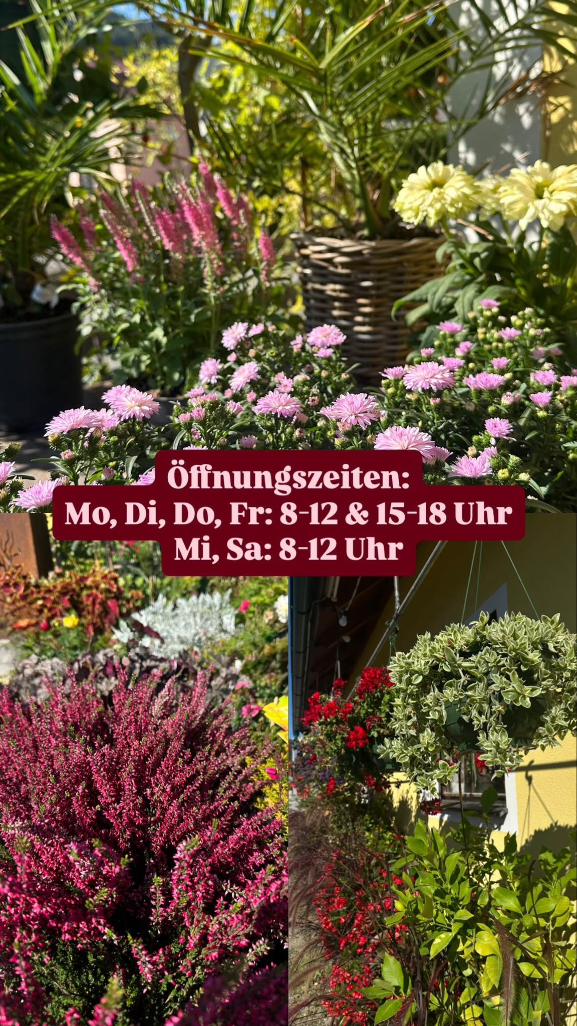 Orchidee